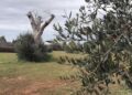 Xylella, In Arrivo 30 Milioni Per I Reimpianti Delle Colture: “presto Un Tavolo Di Confronto Al Ministero” – Video