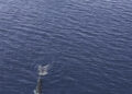 Balenottera Comune E Catamarano Jdc Nel Golfo Di Taranto Verticale Foto Jdc