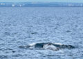 Balenottera Comune Emerge A 12 Chilometri Da Taranto Orizzontale Foto Jdc