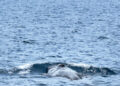 Balenottera Comune Emerge A 12 Chilometri Da Taranto Verticale Foto Jdc