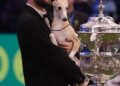 Cane più bello del mondo