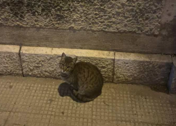 Gatto patatino crollo