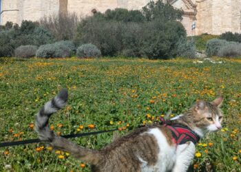 Animali Castel Del Monte