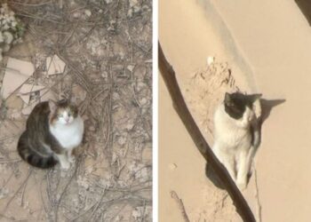 Gatti
