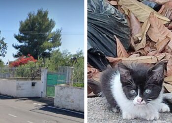 Gatti A Palese