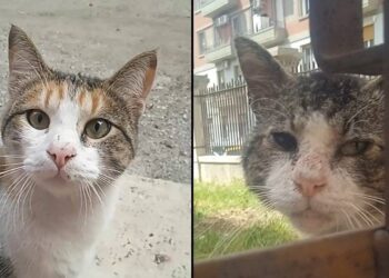 Gatto 3
