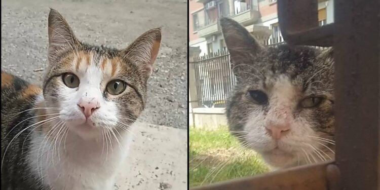 Gatto 3