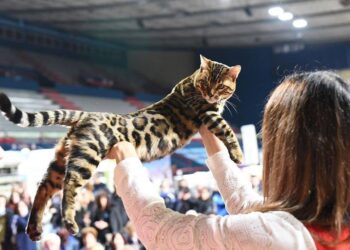 Gatto Fiera