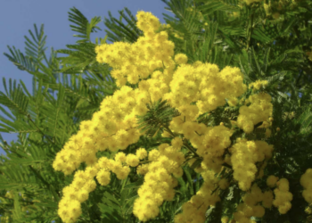 Mimose