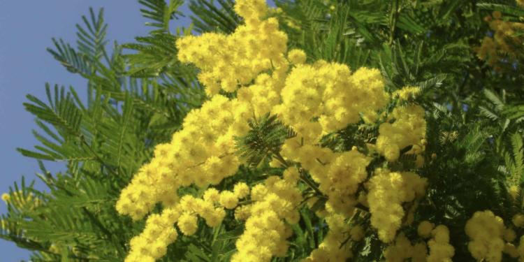 Mimose