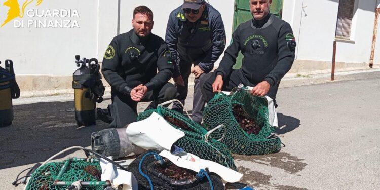 Finanza ricci di mare
