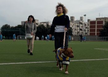 Cerignola Cane Abbandonato 2