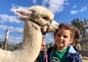 Alpaca Gravina