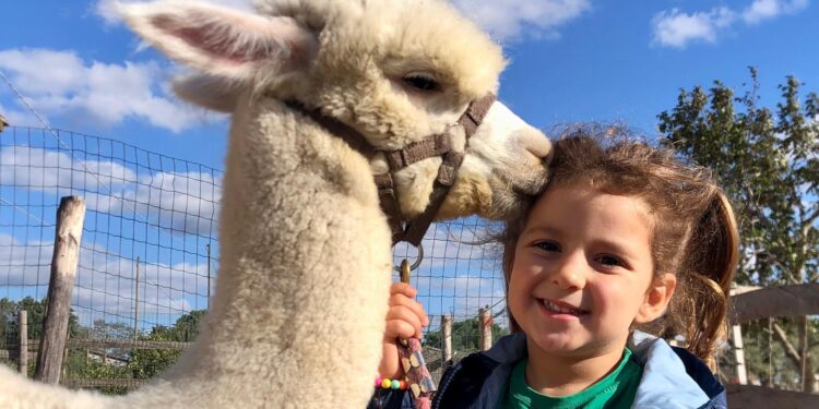 Alpaca Gravina