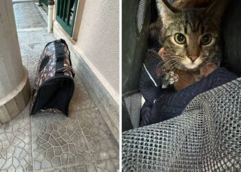 Gatti