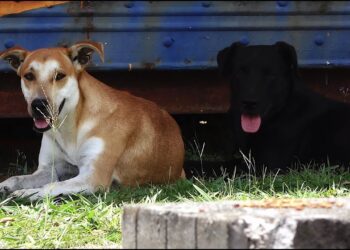 A Bari Il ‘microchippatour 2025’, La Campagna Di Microchippatura Gratuita Per Cani E Gatti: Ecco Dove – Video