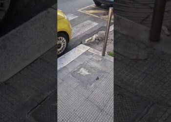 Bari, L’allarme Da Via Calefati: “qui Passeggiano Famiglie Intere Di Topi. Serve Intervento Urgente” – Video