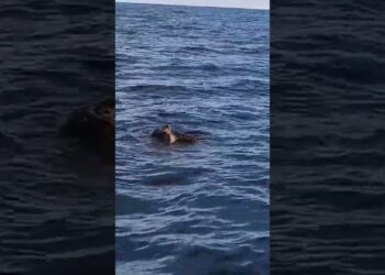 Due Tartarughe Caretta Caretta In Amore Nel Mare Del Salento: Sub Filma Il Rituale Di Accoppiamento – Video