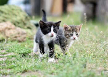 Gatti