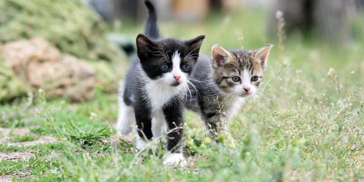 Gatti