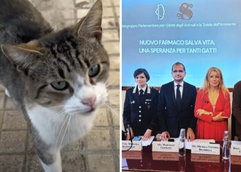 Gatti Farmaco