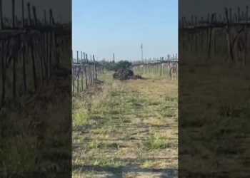 “minguccio, Che Ci Fai Qua?!”. Due Cinghiali Avvistati Nelle Campagne Di Mungivacca – Video