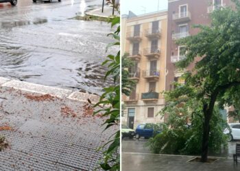 Pioggia Albero