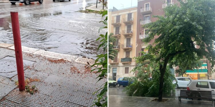 Pioggia Albero