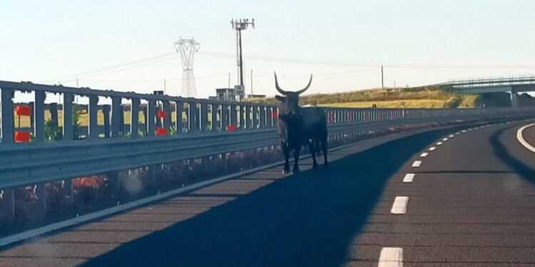 Toro Autostrada