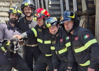 Vigili Del Fuoco Cani