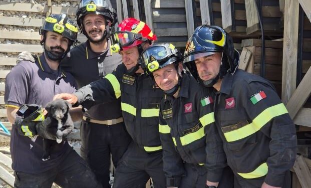 Vigili Del Fuoco Cani