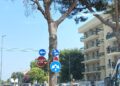 13 06 25 Domani Abbattimento Di Un Pino In Corso Alcide De Gasperi