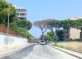 13 06 25 Domani Abbattimento Di Un Pino In Corso Alcide De Gasperi 2