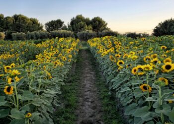 Girasoli