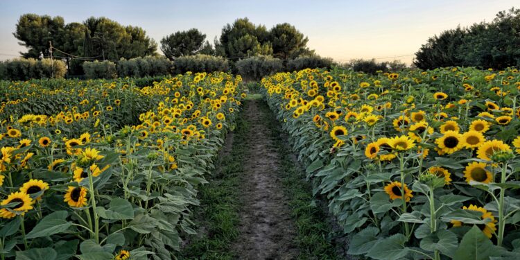 Girasoli