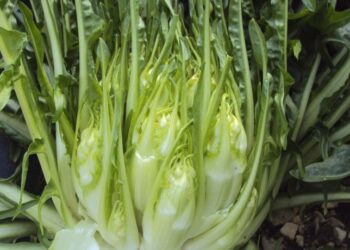 cicoria puntarelle