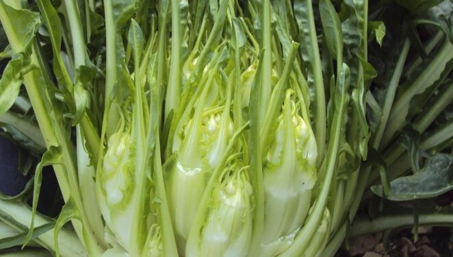 cicoria puntarelle