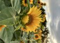Girasoli