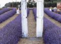 Lavanda campo Girasoli