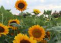 Girasoli