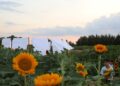 Girasoli