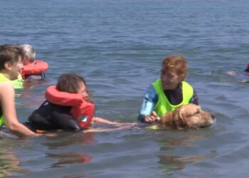 Bari, I Cani Per La Per Therapy Arrivano In Spiaggia: Pazienti Psichiatrici In Acqua Con Le Unità Cinofile – Video