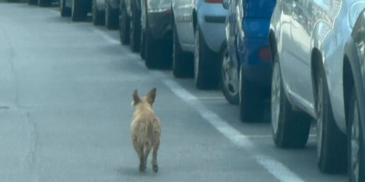 Cane Abbandonato Bari