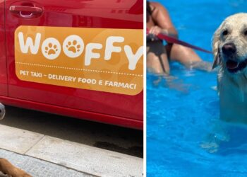 Cani Piscina Taxi