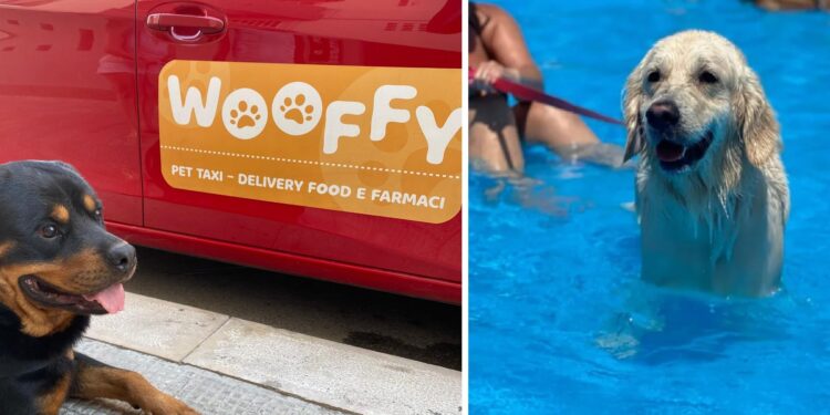 Cani Piscina Taxi