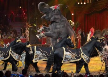 Elefante