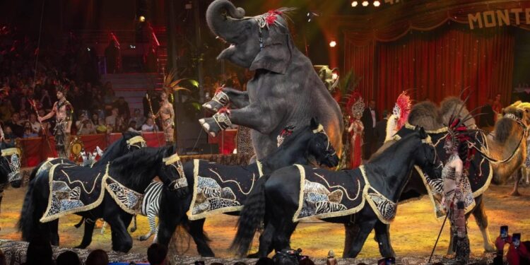 Elefante