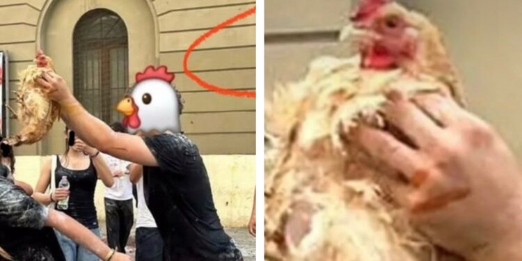 Gallina Liceo Scacchi Bari