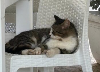 Gatto