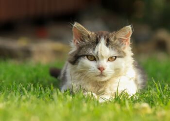 Gatto